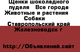 Щенки шоколадного пуделя - Все города Животные и растения » Собаки   . Ставропольский край,Железноводск г.